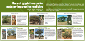 Rukwangali - Encroacher Bush Species Poster